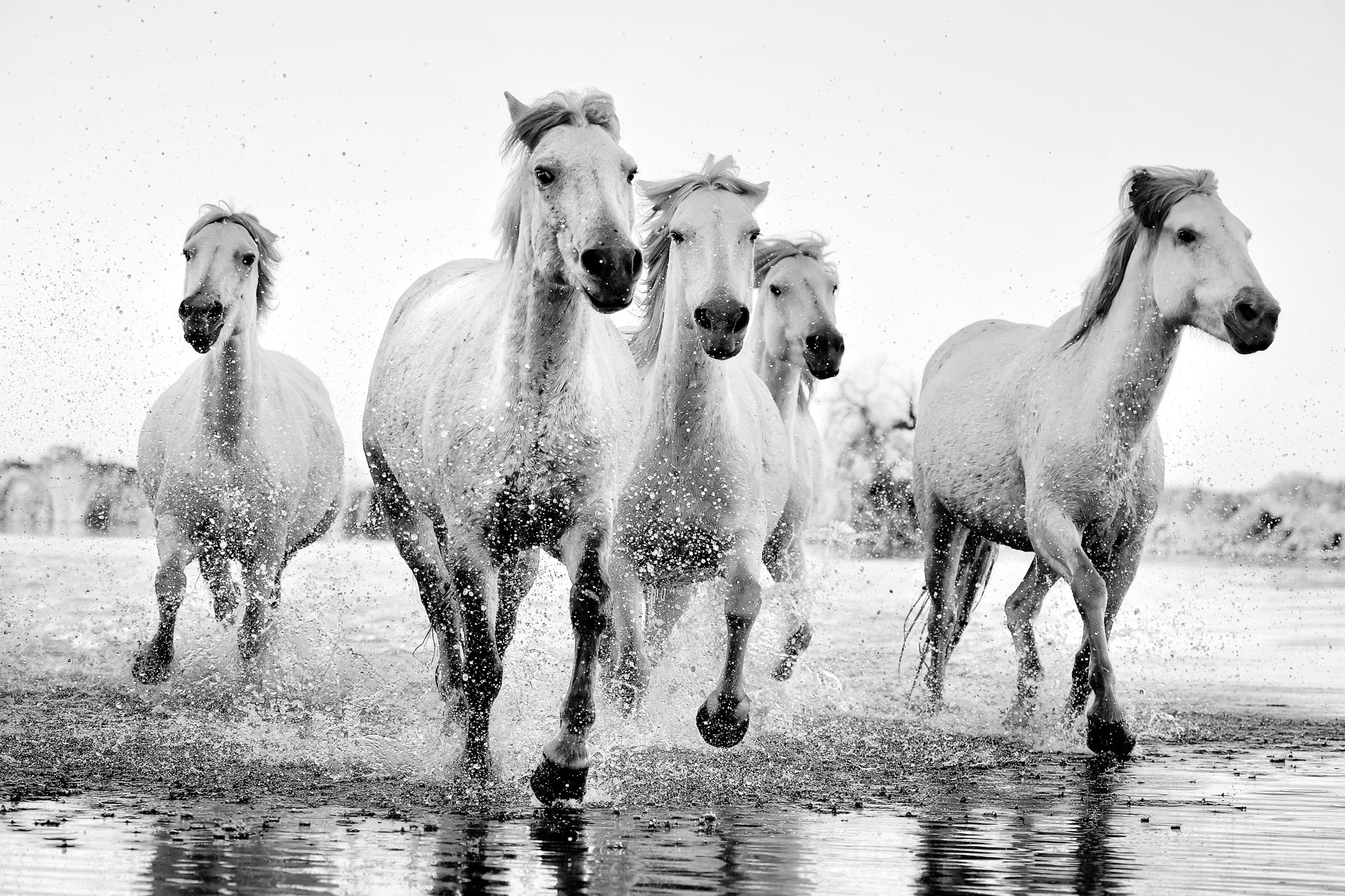 White-Manes_Horses-of-Camargue_007